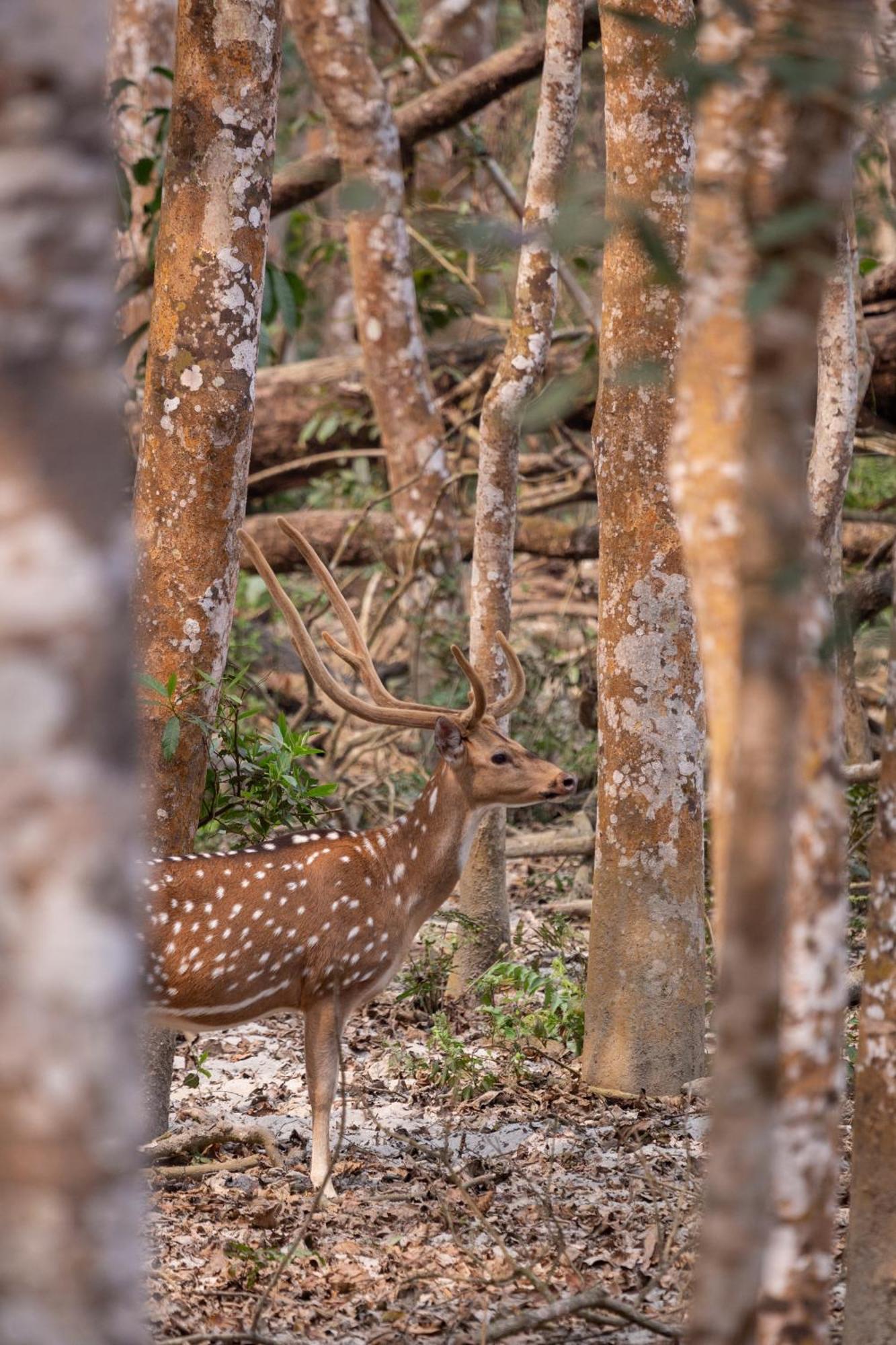 Sanctuary Chitwan National Park Buitenkant foto