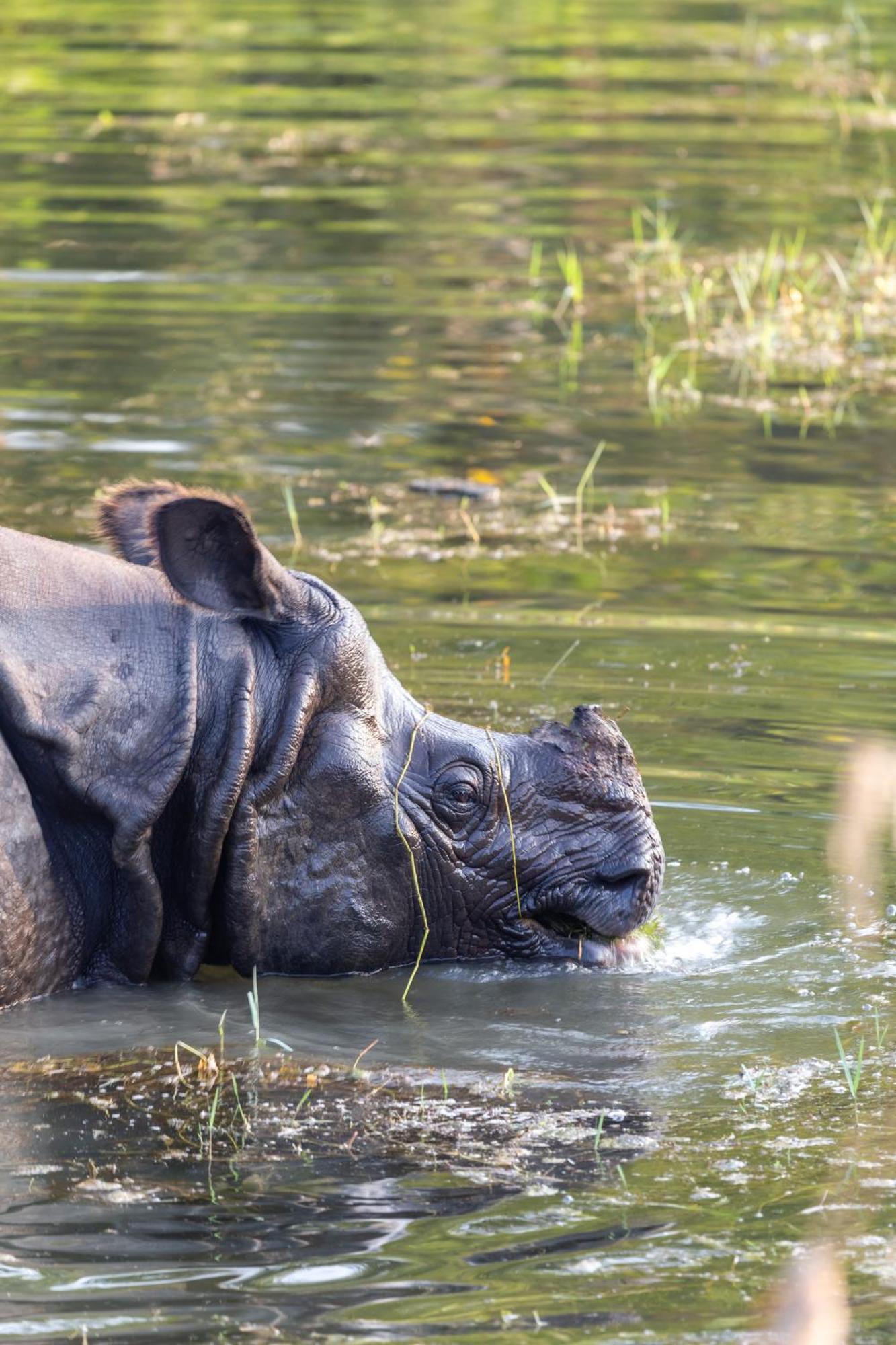 Sanctuary Chitwan National Park Buitenkant foto