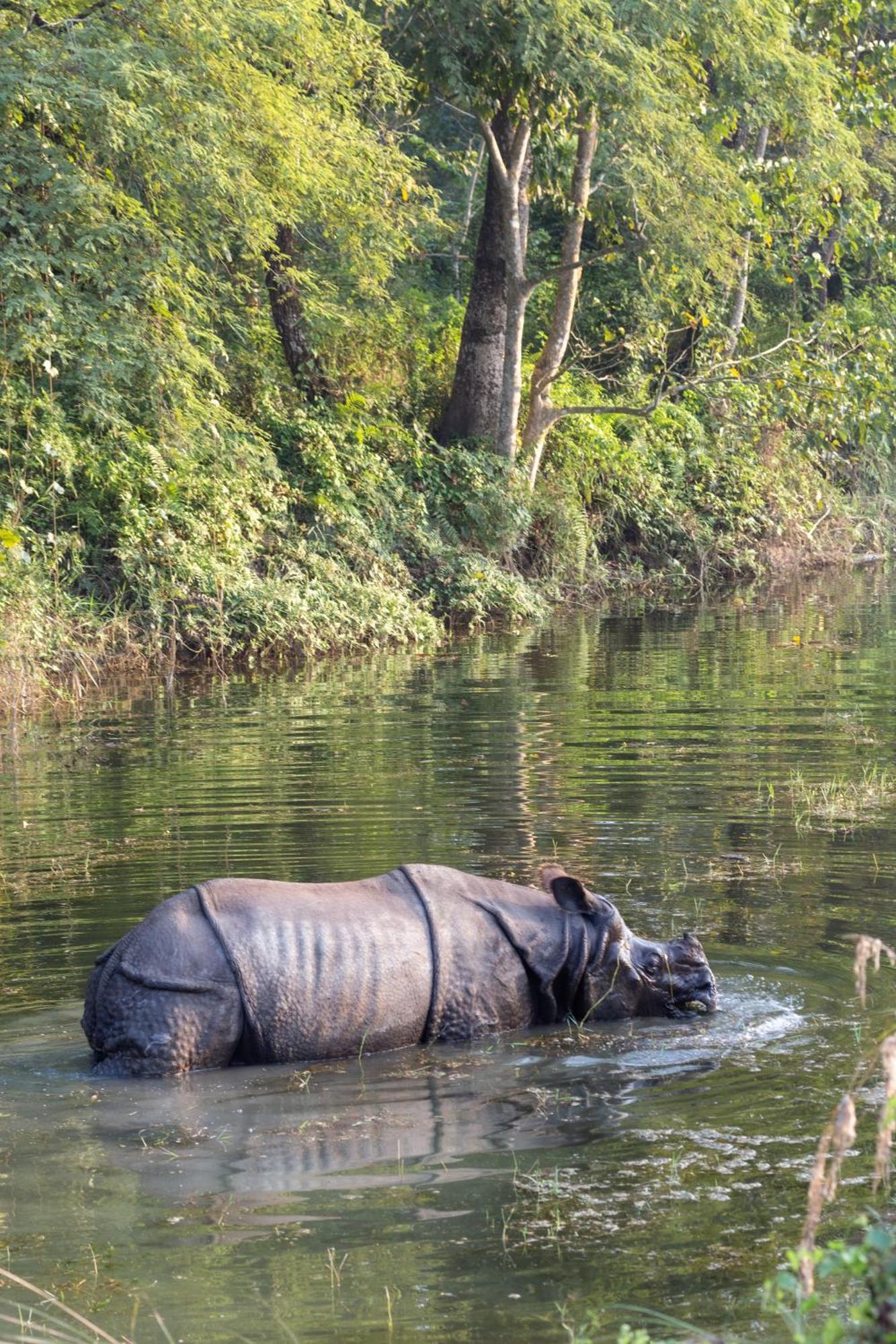 Sanctuary Chitwan National Park Buitenkant foto