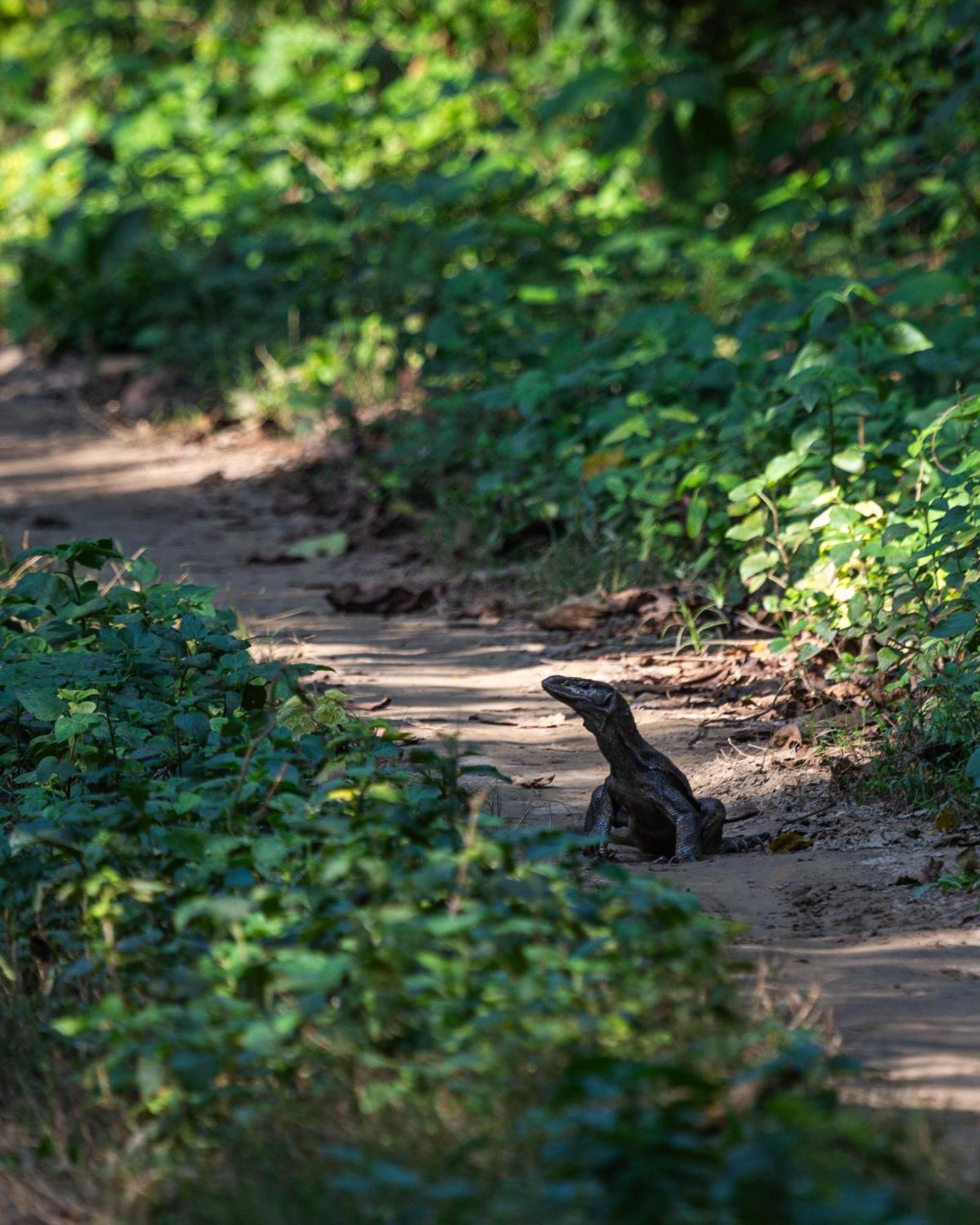 Sanctuary Chitwan National Park Buitenkant foto